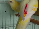 Emergency Ramp parrot, Badrigar, Box