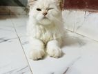 Cat for sell