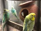 Budgerigar For Sell