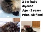 Cat Emergency sell