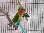 Bird for sale