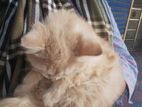 Persian Cat sell