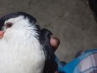 Bird for sale
