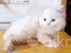 Parsian cat