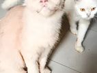 Emergency Sell Oito 18 Ta Persian Cat