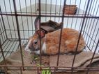 Emergency sell post Brown White Rabbit