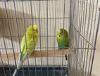 Emergency Sell Post Budgerigar Bird
