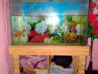 Acurium for sell with fish