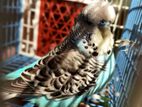 English Adult Male & Baby Pair