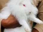 English Angora (খরগোশ)