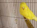 English Budgerigar Lutino