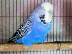 English budgerigar male and rainbow pair up for sale