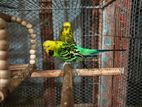 English Budgerigar Master Pair