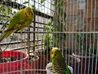 English budgerigar pair