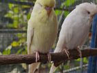 English Budgerigar Pair