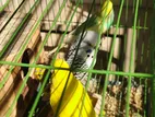 English Budgerigar Pair