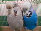 English Budgerigar Pair