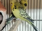 english budgerigar running