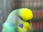 English Budgie brid