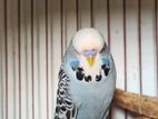 English Budgie Male