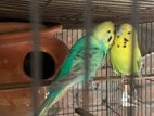 English Budgie Pair