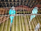 English budgies