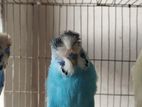English Crested বাজিগর ইংলিশ