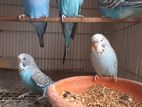 English Male budgerigar for sale @ Mirpur-1