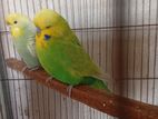 English Rainbow Breeding Pairs
