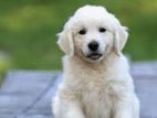 English Retriver Puppy ( ইংলিশ রেট্রিভার) বিক্রয়। জোরা বাচ্চা।