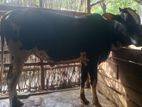 এঁড়ে গরু ফিজিয়ান বিক্রি হবে