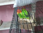 Bird For Sale