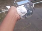 এটা একটি গিবাজ কবুতর ফুল রানিং মাদি