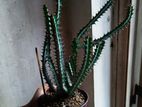 Euphorbia Cactus plant for sale