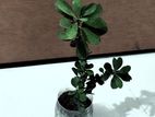 Euphorbia MIli