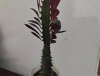 Euphorbia trigona red devil