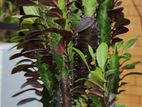 Euphorbia trigona royal red