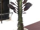 Euphorbia trigona Royal Ted