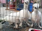 European Doll Face Silkie