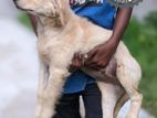 European Golden Retriever dog