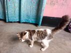 European Shorthair Female cat |