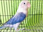 Euwing Opaline Breeding Pair ( Ex: Possible)