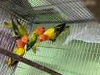 EUWING OPALINE LOVEBIRD