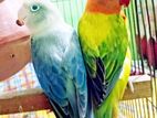 Euwing Opaline Running Fisher Love Bird pair