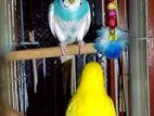 Exchange Budgerigar