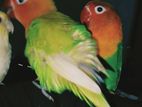 Exchange Love bird