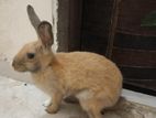Rabbit for sale