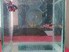 Exclusive Copper Nemo Candy Betta Fish Pair