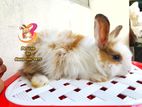 Exhibition quality baby Angora Rabbit