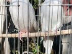 Exhibition size albino English budgerigar bird